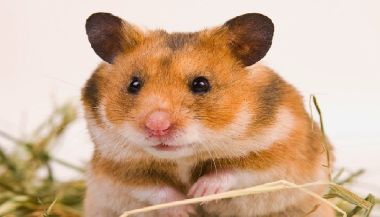 Hamster Bear
