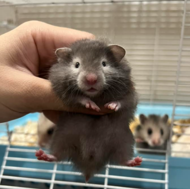 Hamster Bear
