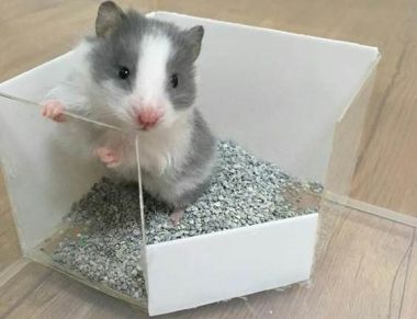 Hamster Bear