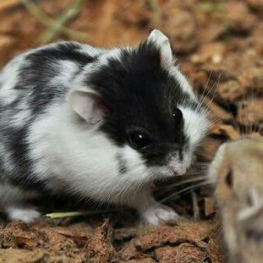 Hamster Campbell