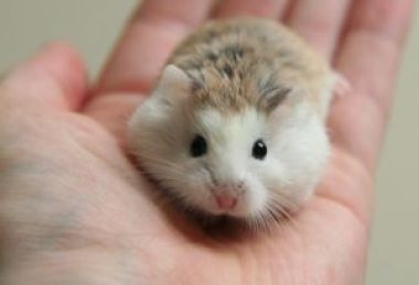 Hamster Robo