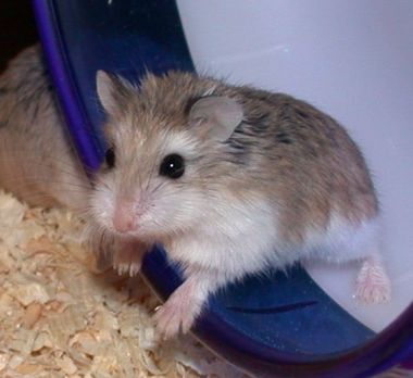 Hamster Robo