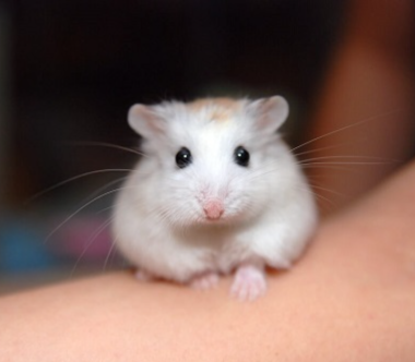 Hamster Robo