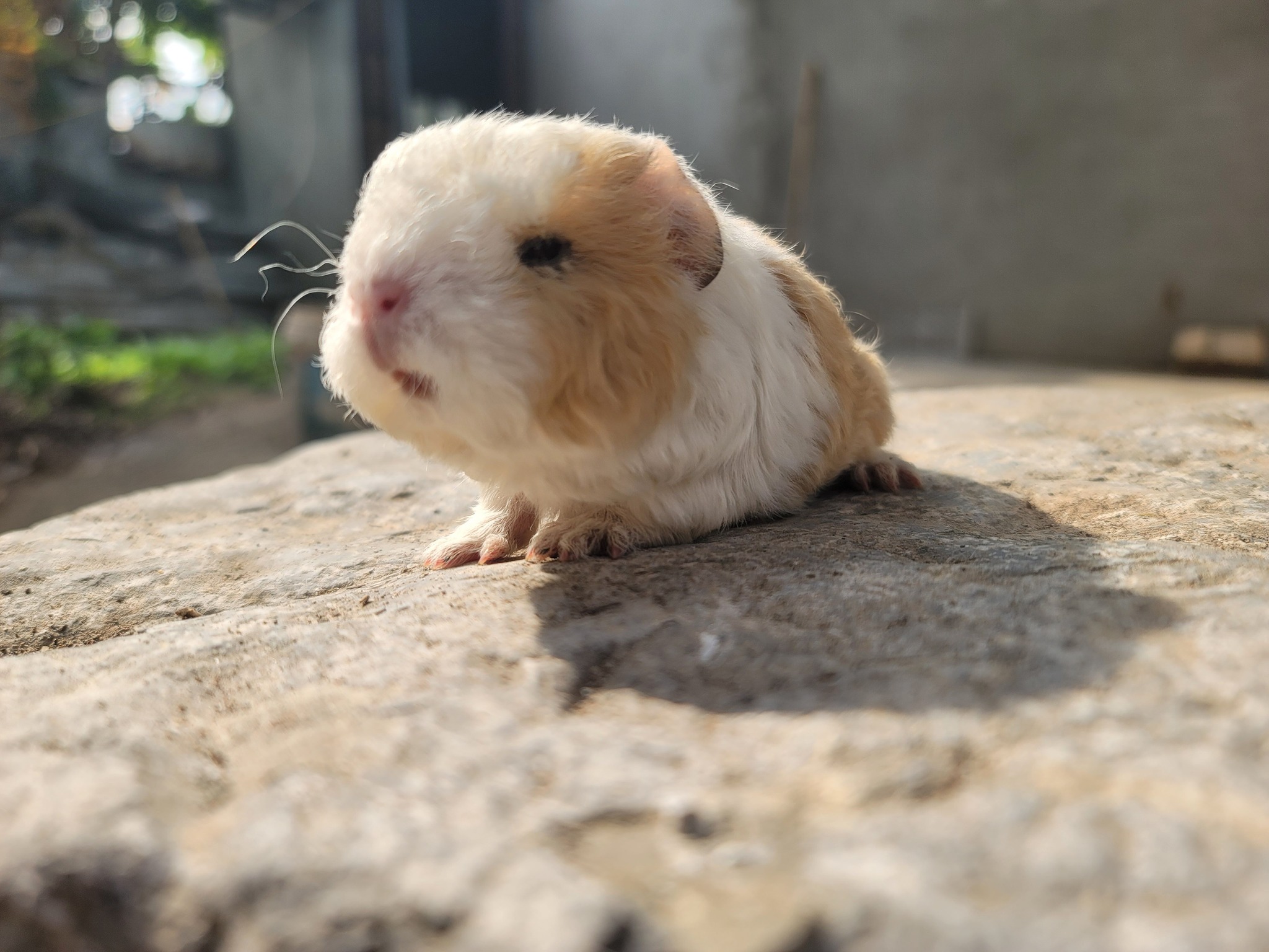 Hướng Dẫn Làm Quen Với Bọ Ú