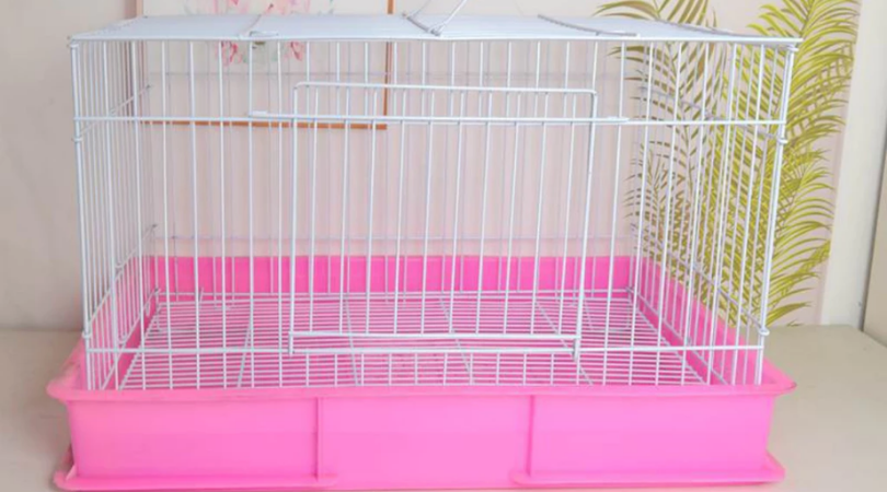 Chuột Lang – thú cưng đáng yêu, hiền lành và dễ nuôi