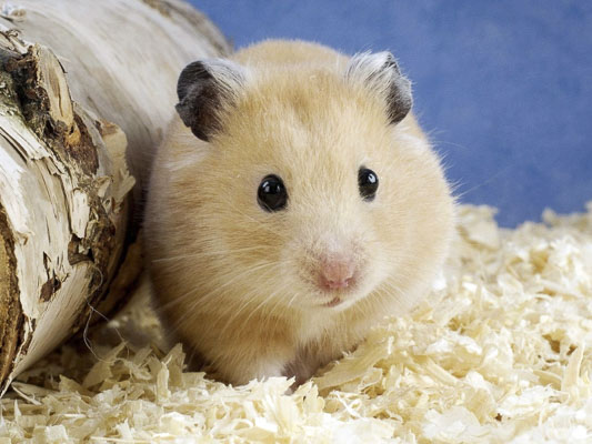 Hamster Có Thể Sống Bao Lâu? Yếu Tố Ảnh Hưởng Đến Tuổi Thọ Của Từng Giống