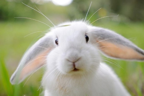 Top 10 Tư Thế Ngủ Độc Đáo Nhất Của Thỏ: Giải Mã Ngôn Ngữ Cơ Thể Khi Ngủ