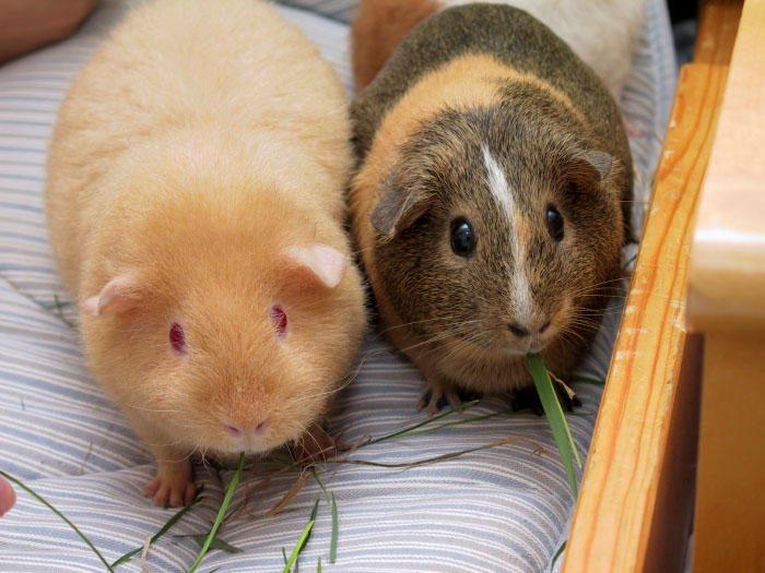 So sánh Chuột Lang và Chuột Hamster: Nên nuôi loài nào trong nhà?